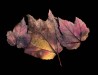 Kate Woodward ~ Leaf Study