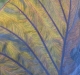 Beginner Projected ~ Cathy Faughnan ~ Leaf Abstract