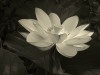 Diane Sanders ~ Glowing Lotus