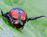 Nick Williams, Beautiful Beetle