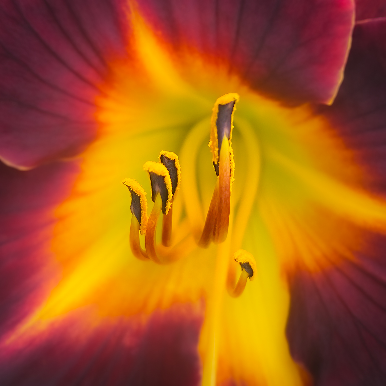 Larry Gold ~ 2023 Asian Lily