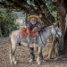 Sherm Edwards ~ Pantanal Friends