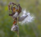 Wendy Kates ~ Milkweed in Autumn