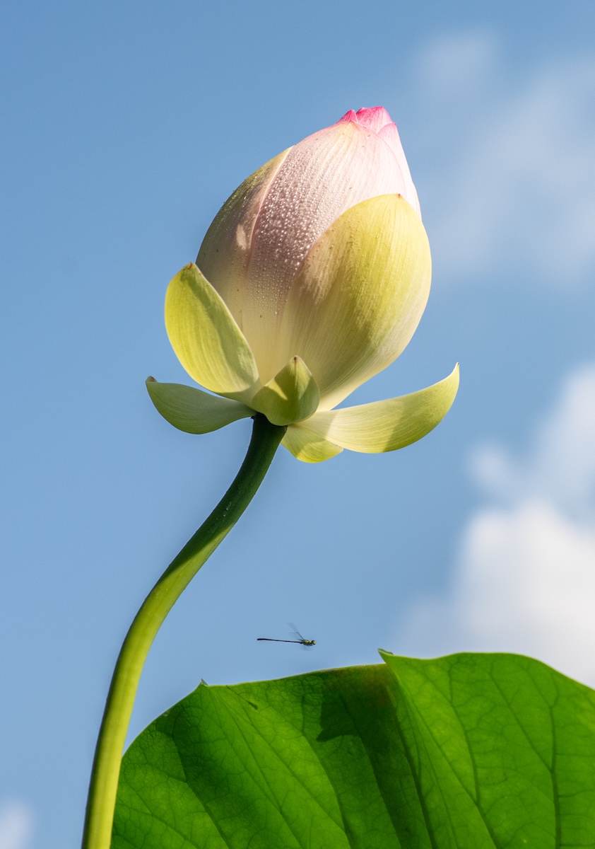 Diane Sanders ~ Kenilworth Lotus Bud with Dragonfly