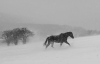 Larry Gold, Horse in Snowstorm