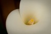 Larry Gold ~ Calla Lily