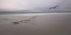 Pete Morton ~ The Beach at Ocracoke