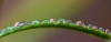 Michael Tran - Dew on Leaf