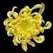 David Terao ~ Chrysanthemum