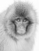 Michael Tran ~ Snow Monkey Portrait