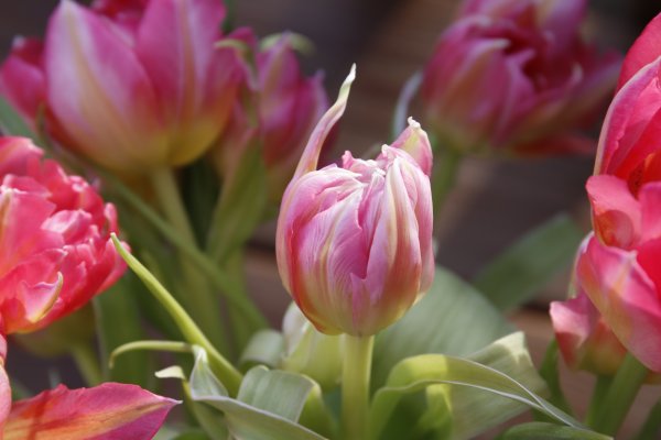 April Flowers