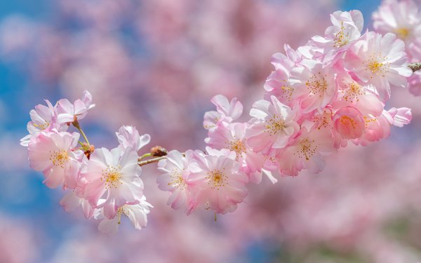 April Flowers