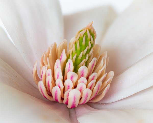 April Flowers