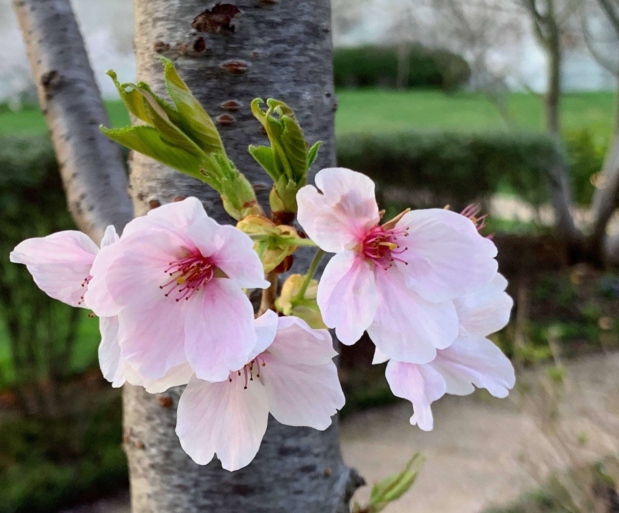 April Flowers