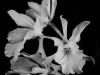 Ron Freudenheim - Ghost flowers