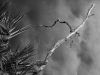 Loretta Argrett, Rising to the Heavens