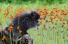 David Blass, Porcupine in Flowers