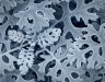 Jim Turner, Dusty Miller