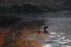 Kay Carkhuff, Tranquil Morn