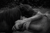 Maude Svensson ~ Love is Blind