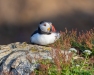 Karen Finkelman ~ Sitting Pretty