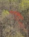 Will Rabinovich ~ Spring is Coming
