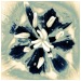 Ilona Linnoila - Tulip Reproduction