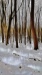 Ilona Linnoila ~ Winter Afternoon in the Woods