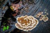 Larry Gold ~ Wet Mushroom