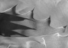 Koller ~ Claw Shadow