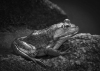 Lisa Auerbach ~ Frog at Tregaron