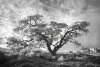 Beth Koller ~ Capitol Reef Tree