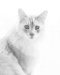 1st Place ~ Kay Carkhuff ~ Maximus the Maine Coon Cat