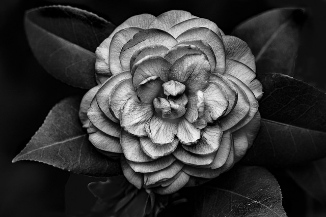 Bob Catlett ~ Camellia