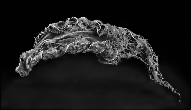 David Terao ~ Shrivelled Leaf