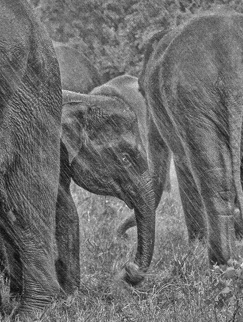 Kent Morris ~ Elephants in the Rain