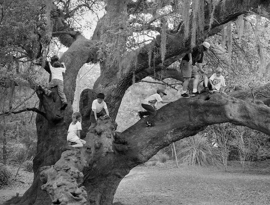 Thomas Allen - Climbing a Tree