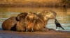 Sherm Edwards ~ Capybara and Snooth-billed Ani, Pantanal, Brazil
