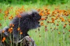 David Blass ~ Porcupine in the Flowers