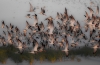 Michael Tran, Black Skimmer at Sunset