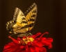 David Terao, Butterfly on a Flower