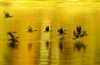 Mike Lux, Golden Geese