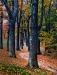 Ilona Linnoila ~ Autumn's Path
