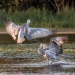 Kim Keller ~ Sandhill Cranes