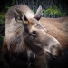 Ilona Linnoila ~ Moose Print