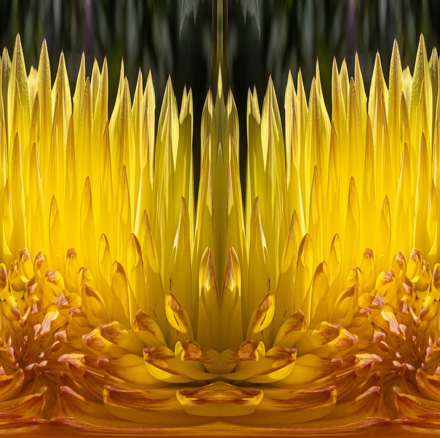 Sherm Edwards ~ Yellow Dahlia Fire and Surf