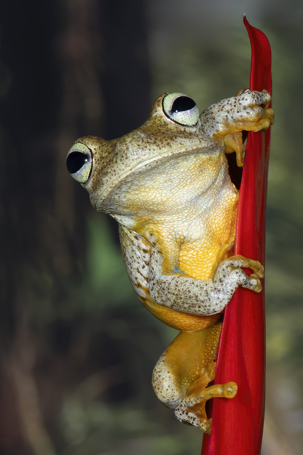 Beth Koller ~ Emerald Eye Tree Frog