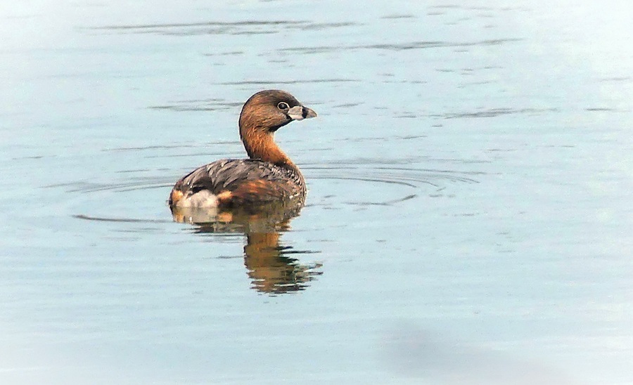 Bruce Schaefer ~ Dreamy Duck
