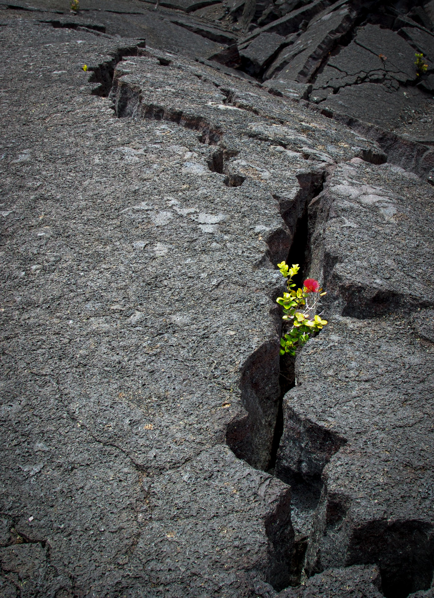Will Rabinovich - Tenacity