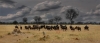 Jim Rogers, Wildebeests Hwange National Park